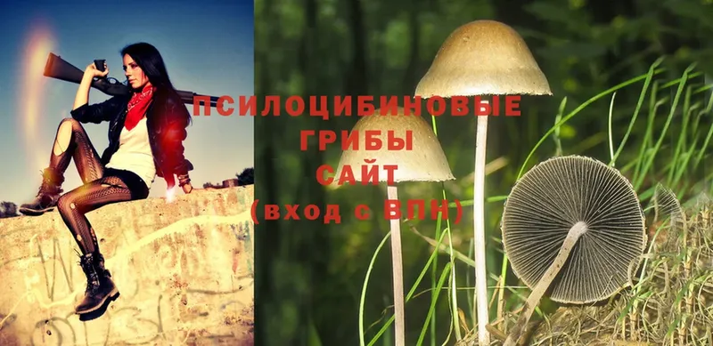 Псилоцибиновые грибы MAGIC MUSHROOMS  цены наркотик  mega как войти  Апшеронск 